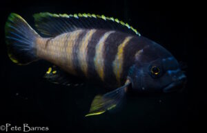 Gephyrochromis sp.'sand'